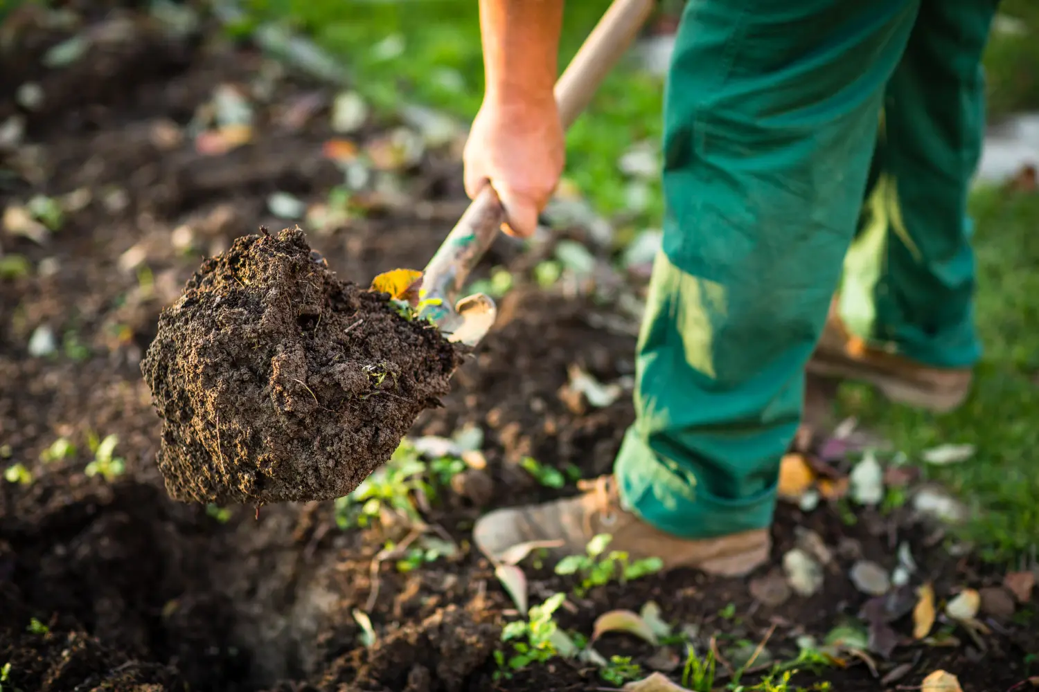 Gartenarbeit: Mann gräbt mit einer Knolle den Gartenboden um