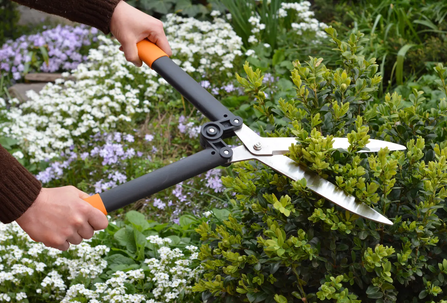 Gartenarbeit: Ein Gärtner schneidet, beschneidet und formt Buchsbäume mit einer Heckenschere.